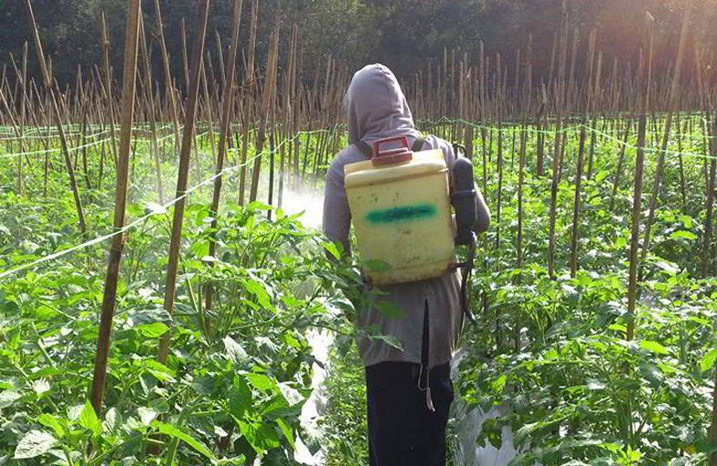 Distan Usulkan Bantuan Pupuk dan Benih Tanaman Palawija untuk Petani di Seluma