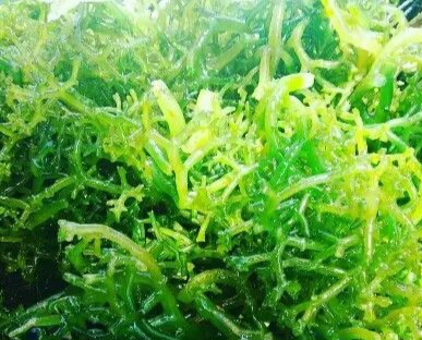 Ini Efek Samping Konsumsi Rumput Laut bagi Kesehatan, Kamu Perlu Tahu