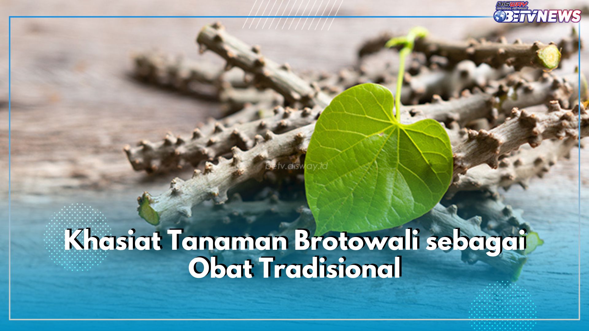 5 Khasiat Brotowali sebagai Obat Tradisional, Bisa Bantu Sembuhkan Penyakit Kulit