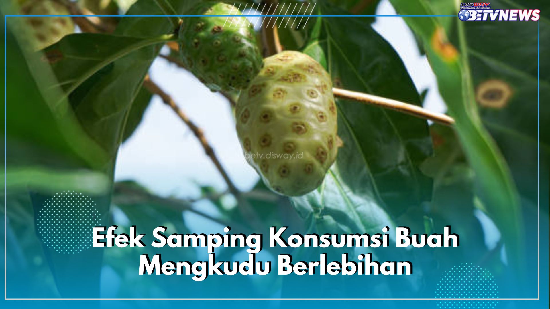 Wajib Tahu! Ini 6 Efek Samping Konsumsi Buah Mengkudu Berlebihan, Berpotensi Merusak Hati 