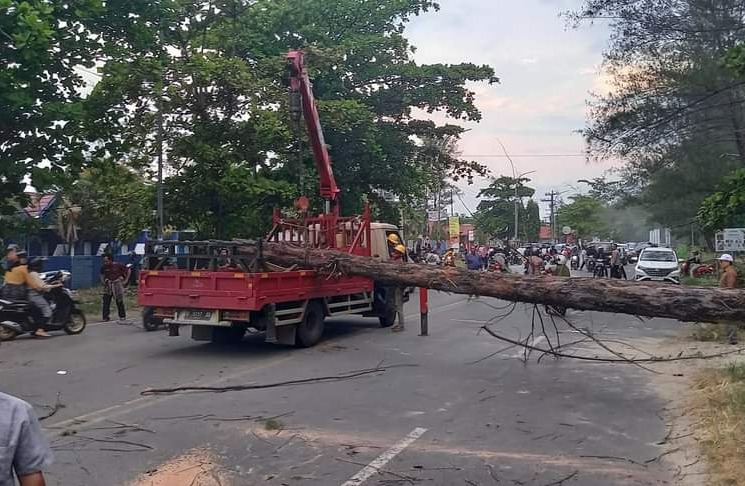 Pohon Cemara Rawan Tumbang di Pantai Panjang Dilakukan Penebangan 