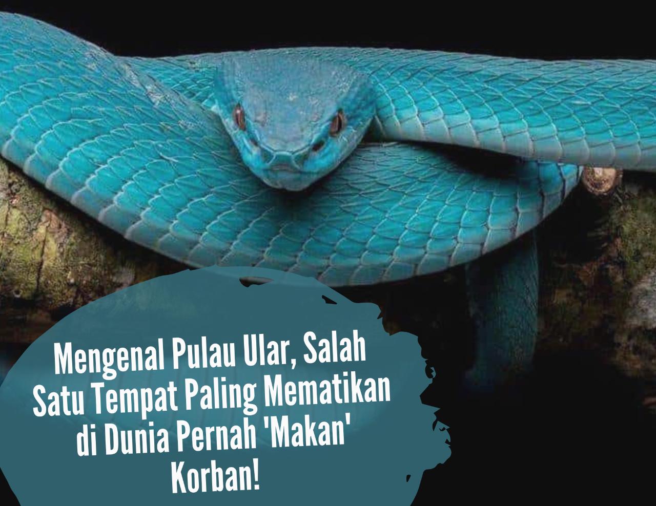 Mengenal Pulau Ular, Salah Satu Tempat Paling Mematikan di Dunia Pernah 'Makan' Korban!  