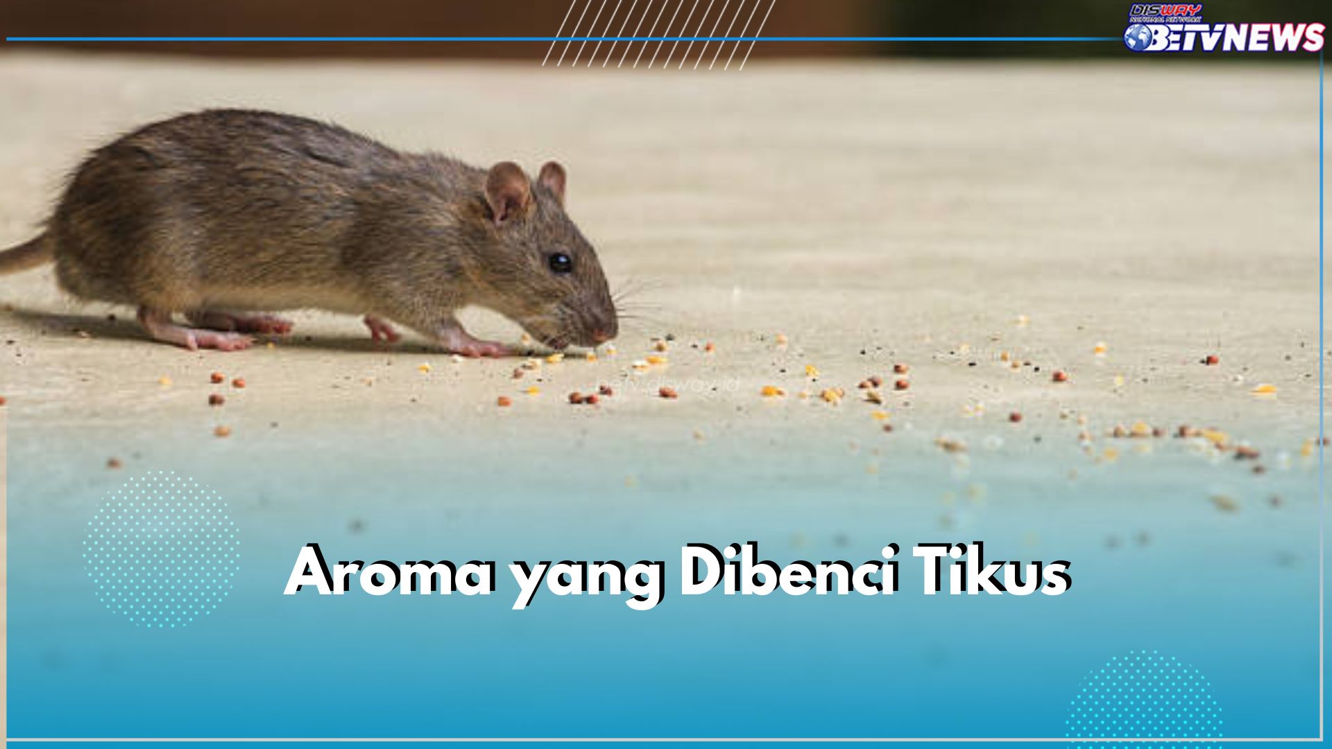 5 Aroma Ini Sangat Dibenci oleh Tikus, Ada Minyak Astiri hingga Lada Hitam