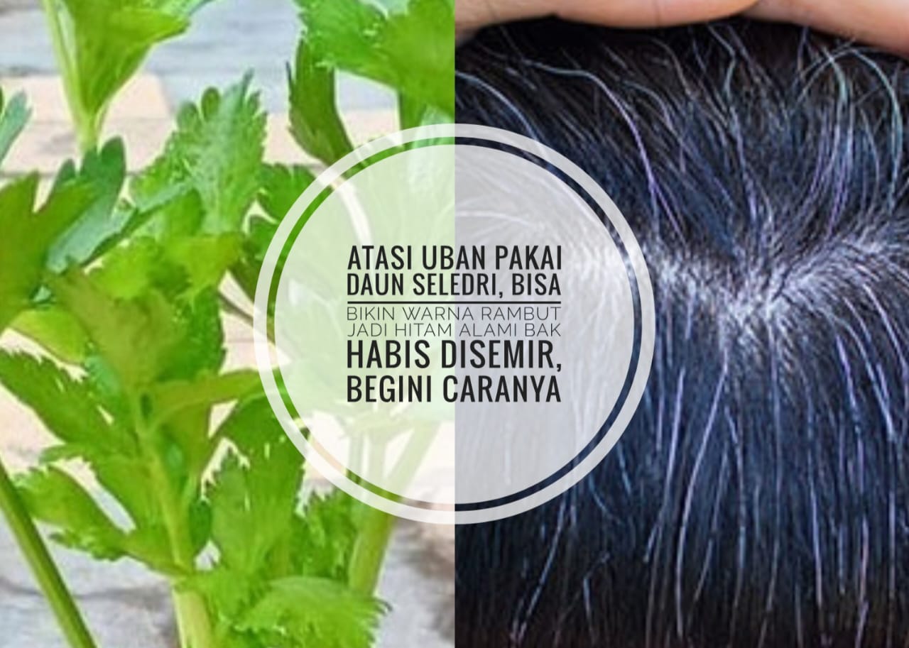 Atasi Uban Pakai Daun Seledri, Bisa Bikin Warna Rambut Jadi Hitam Alami Bak Habis Disemir, Begini Caranya