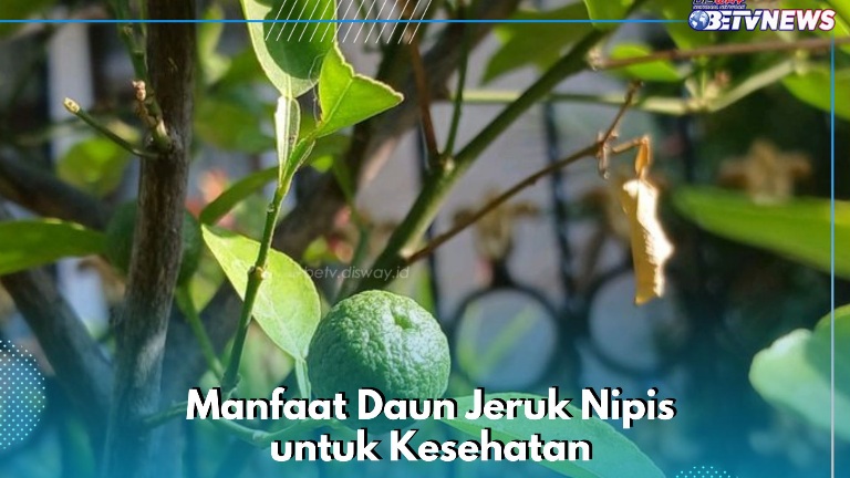 Daun Jeruk Nipis Baik untuk Mengurangi Stres dan Menurunkan Peradangan, Ini Manfaat Lengkapnya