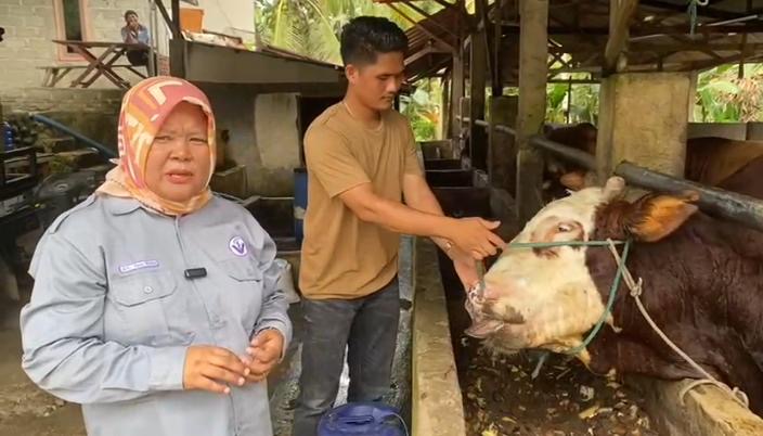 177 Hewan Ternak di Bengkulu Mati Akibat Penyakit Sapi Ngorok