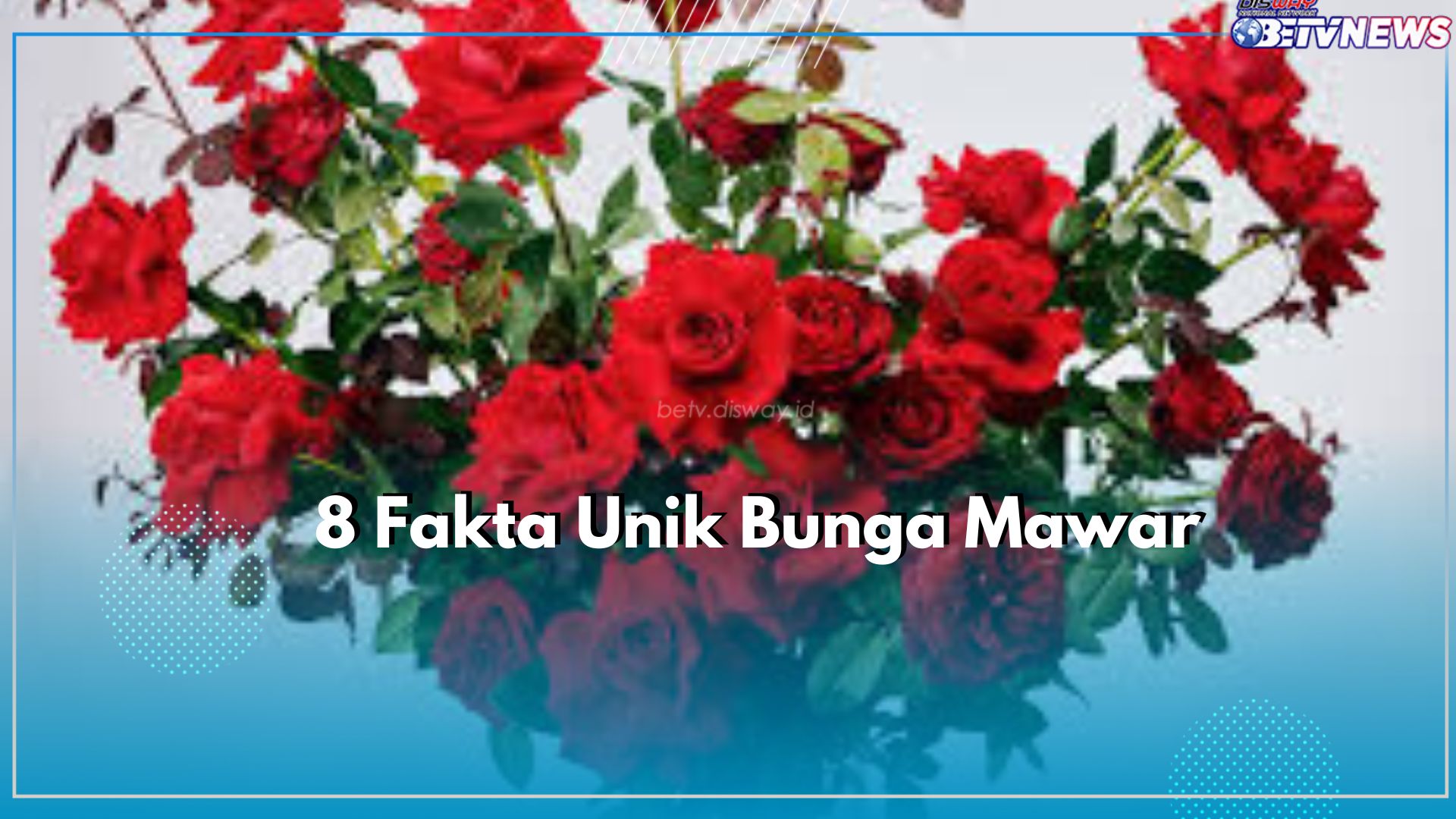 Sudah Tahu Belum, Bunga Mawar Punya Fakta Unik Loh, Tak Percaya? Yuk Cek Disini!