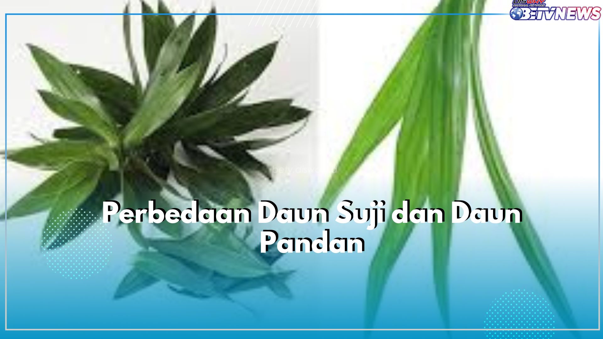 Kerap Dianggap Sama, Inilah Perbedaan Daun Suji dan Daun Pandan, Mulai Dari Bentuk hingga Kegunaan!