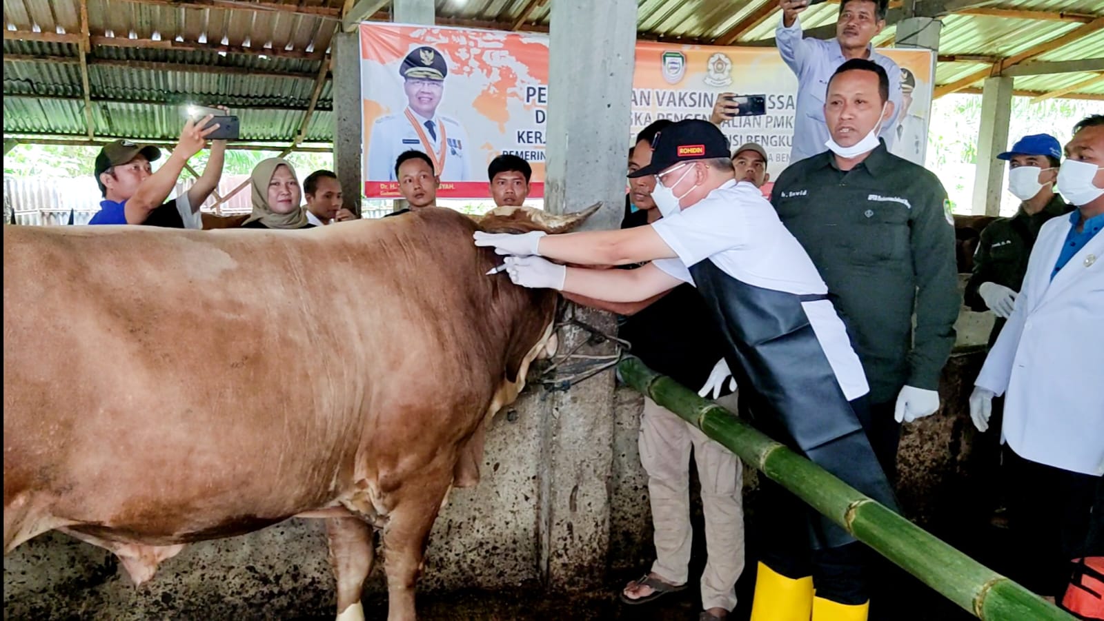 Tahun Ini, Pemprov Targetkan Bengkulu Bebas PMK 