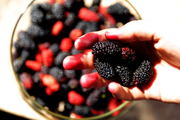 Jangan Berlebihan, Ini 5 Efek Samping Buah Murbei yang Patut Diwaspadai