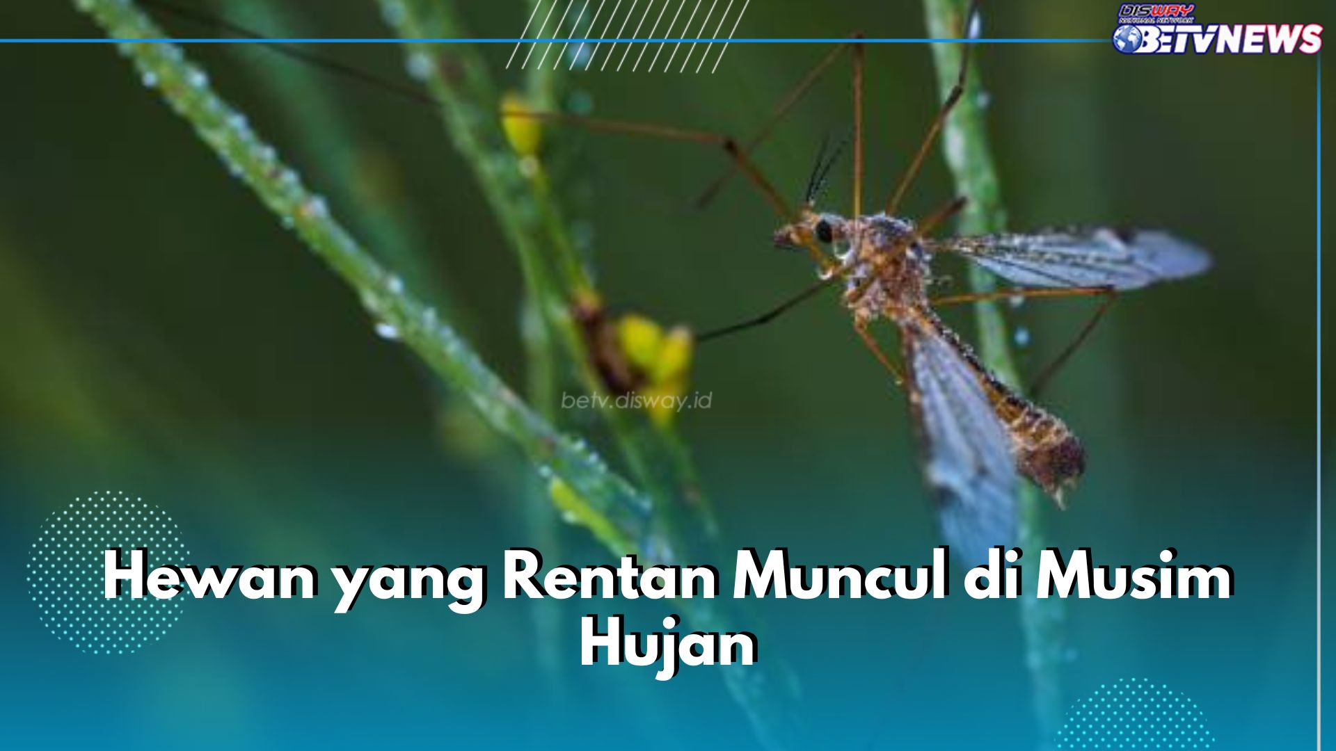 Musim Hujan, Waspadai Kemunculan 6 Hewan Ini, Ada yang Bisa Sebarkan Penyakit