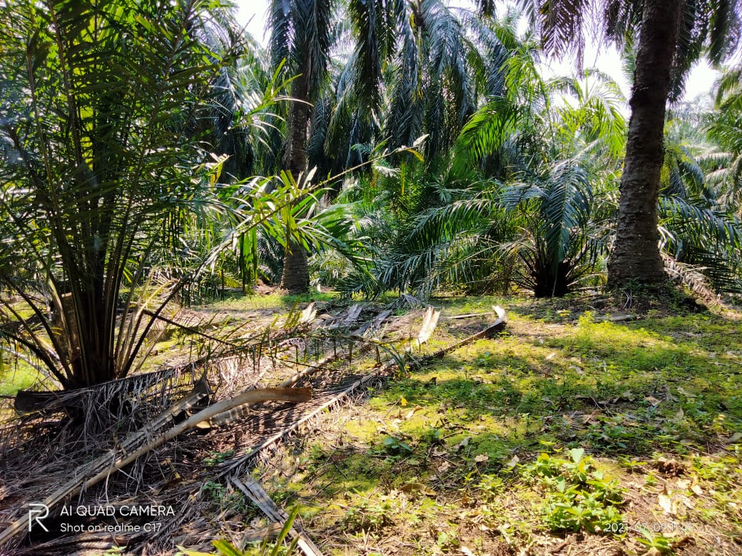 Aksi 'Ninja Sawit' di Seluma Makin Marak, Petani di Desa Talang Tinggi Resah