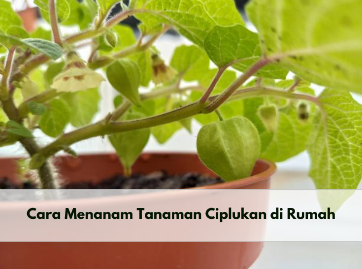 Budidaya Tanaman Ciplukan di Rumah untuk Mendapatkan Manfaatnya dengan Mudah, Begini Caranya