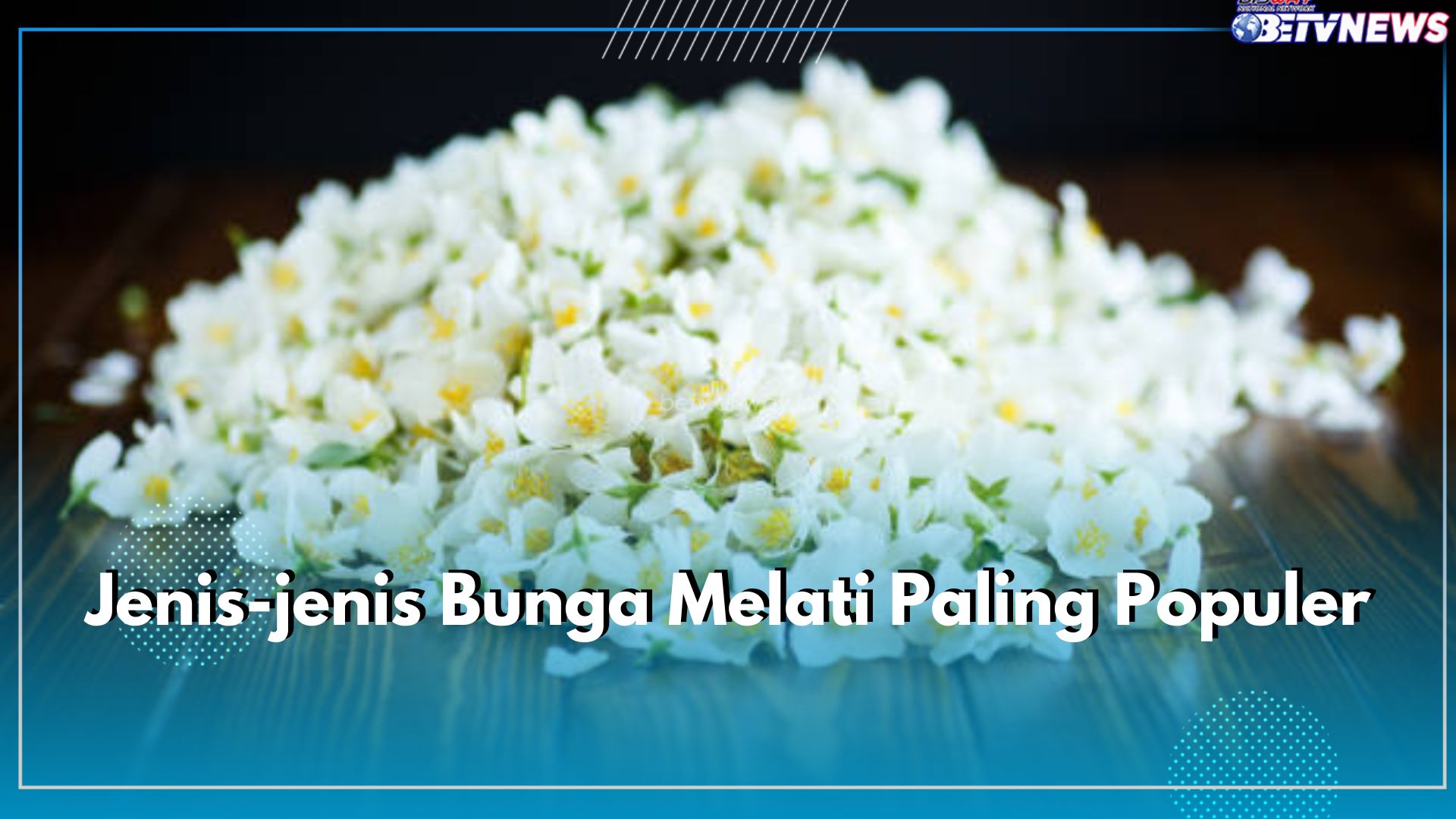 7 Jenis Bunga Melati Paling Populer, Nomor 1 Melati Putih