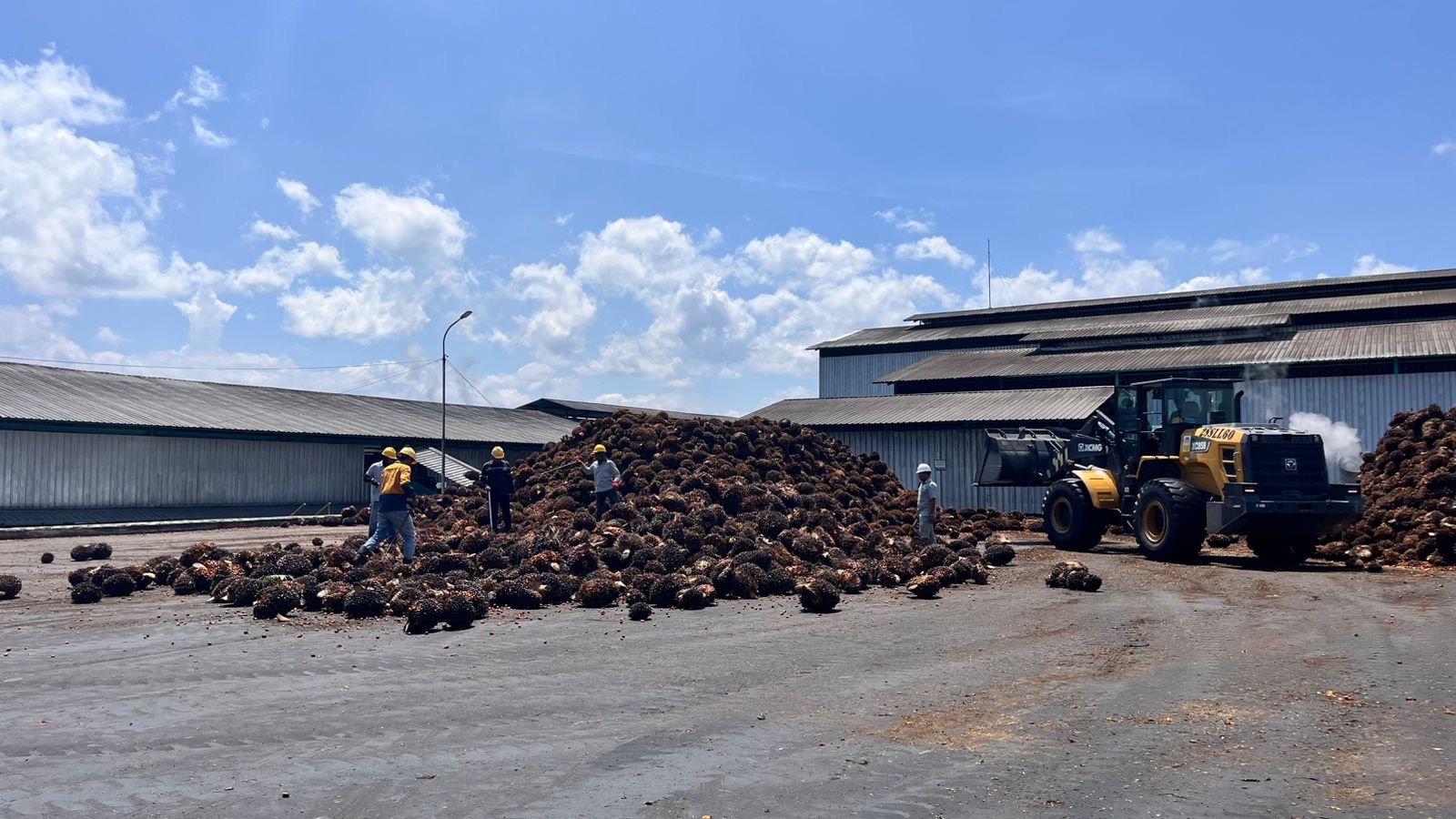 Anjlok hingga Rp1.950 per Kg, Harga TBS Sawit di Seluma Terjun Bebas
