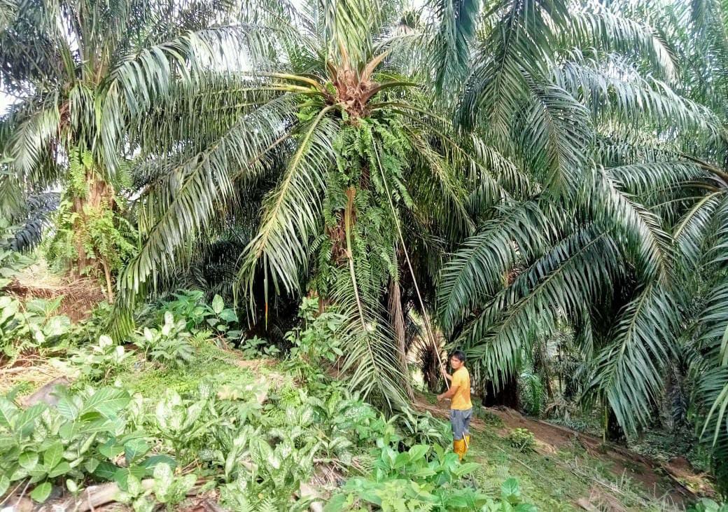 Musim Trek Saat Harga TBS Sawit Naik, Petani Keluhkan Hasil Panen Turun 50 Persen