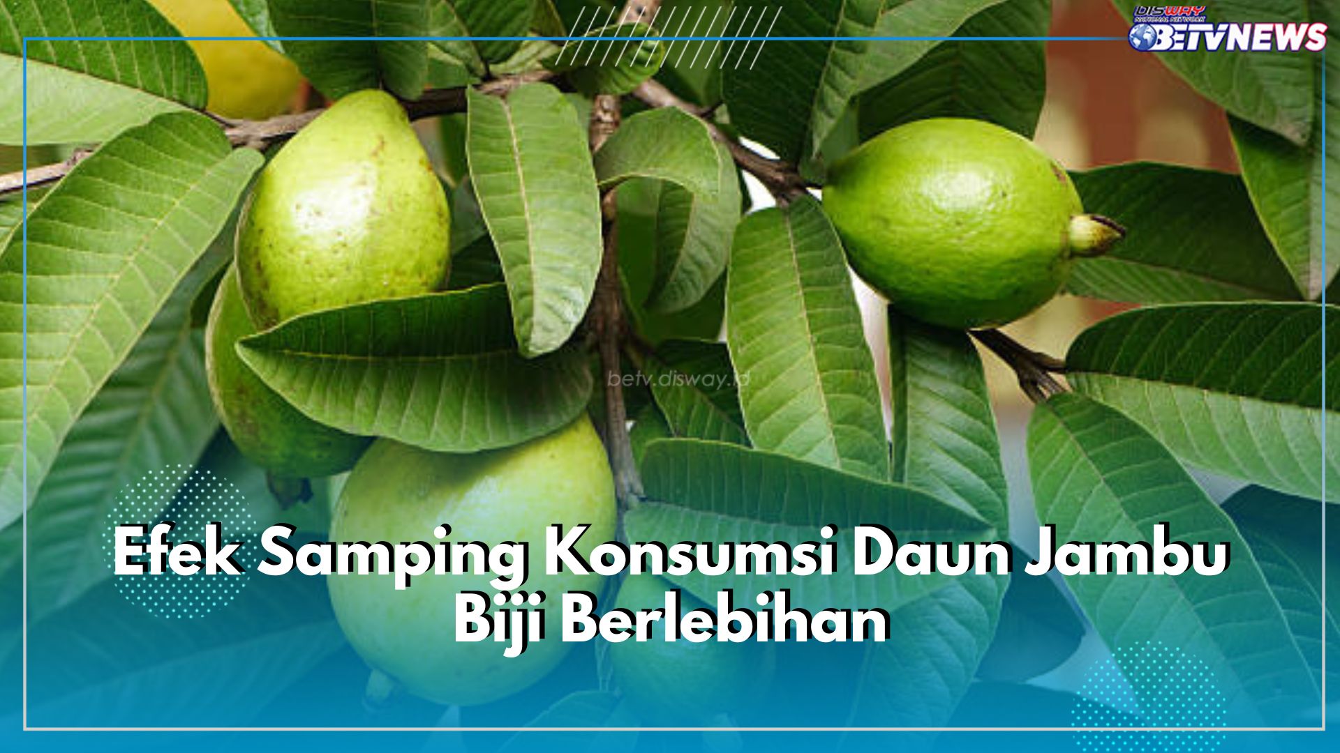 5 Efek Samping Konsumsi Daun Jambu Biji Berlebihan, Bisa Turunkan Tekanan Darah