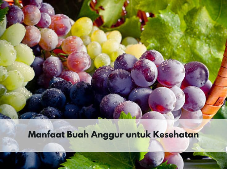 Buah Anggur dapat Menurunkan Tekanan Darah, Simak Manfaat  Lainnya Untuk Kesehatan di Sini