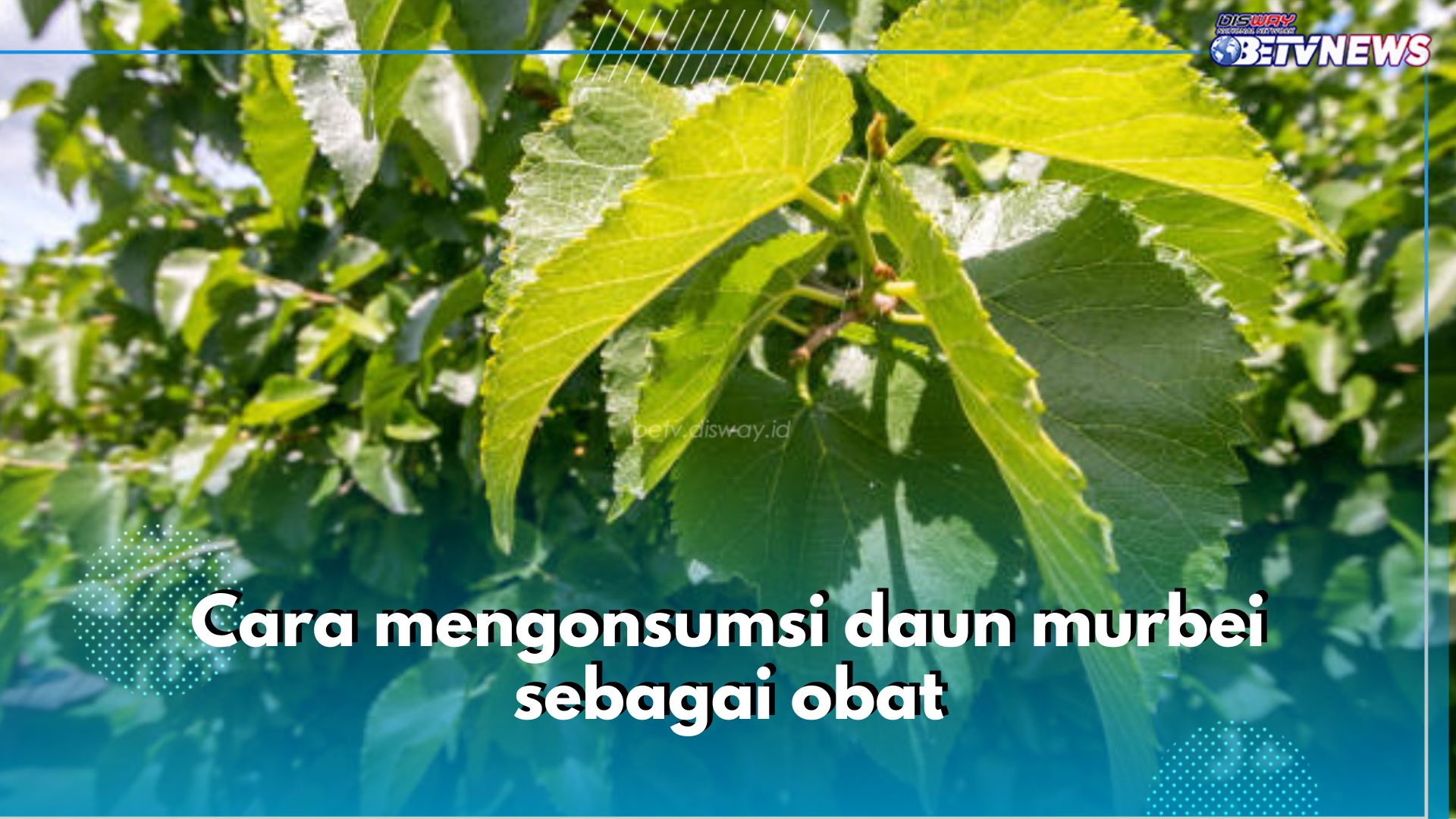 Dikenal Ampuh Obati Penyakit, Ini 6 Cara Konsumsi Daun Murbei sebagai Obat, Yuk Coba!