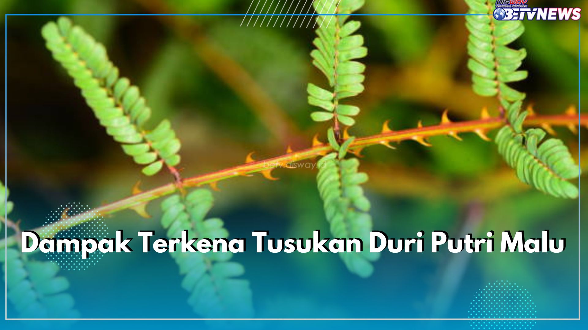 Hati-hati Terkena Duri Putri Malu, Ini 5 Dampaknya Pada Kulit Jika Tidak Ditangani dengan Baik