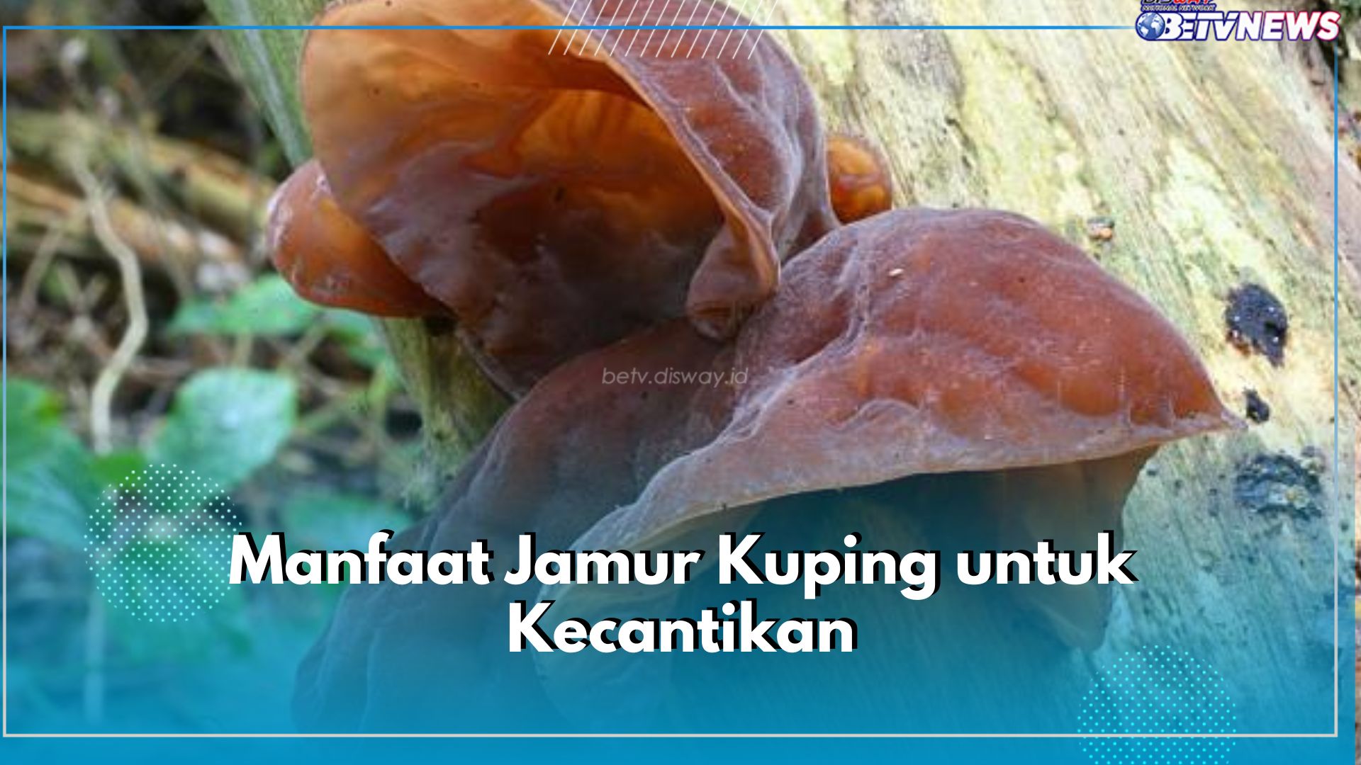 5 Manfaat Tak Terduga Jamur Kuping untuk Kecantikan, Ampuh Lembapkan dan Cerahkan Kulit