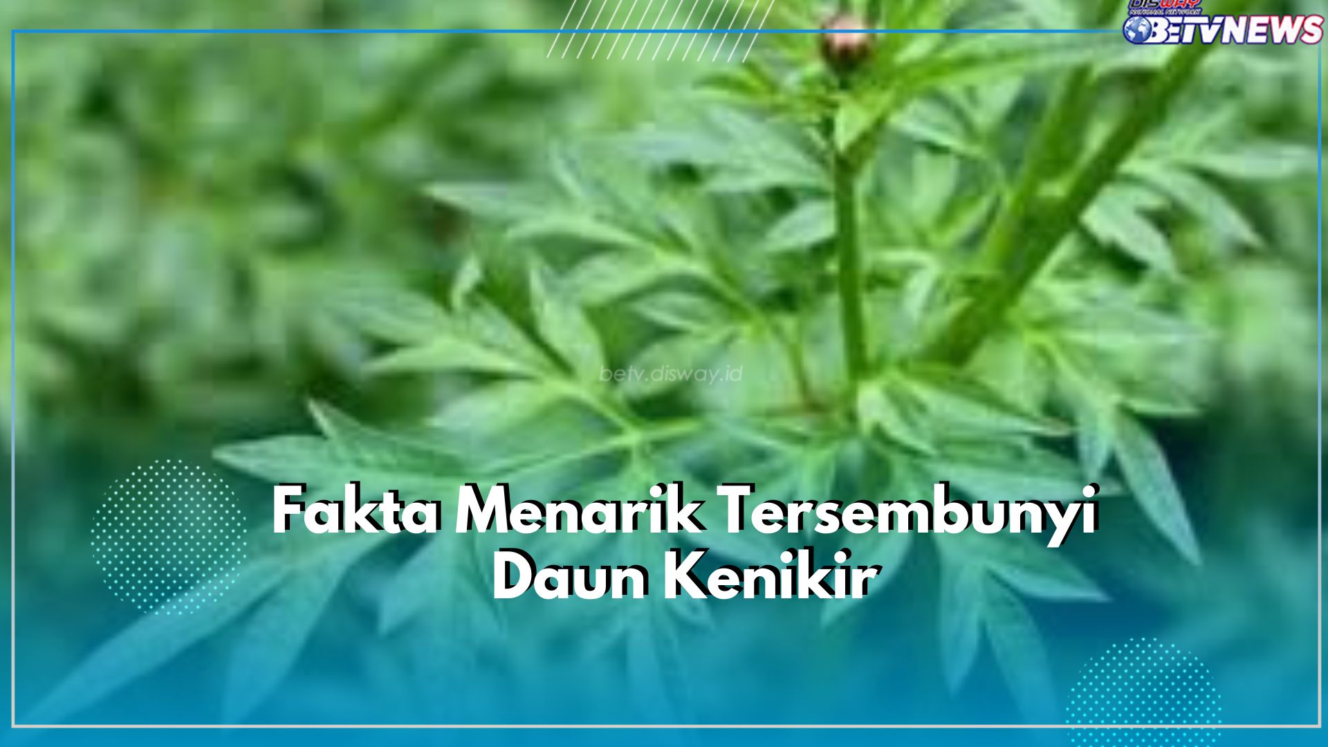 Wow! Ternyata Daun Kenikir Miliki Fakta Menarik Tersembunyi, Penasaran? Cek Aja Disini!