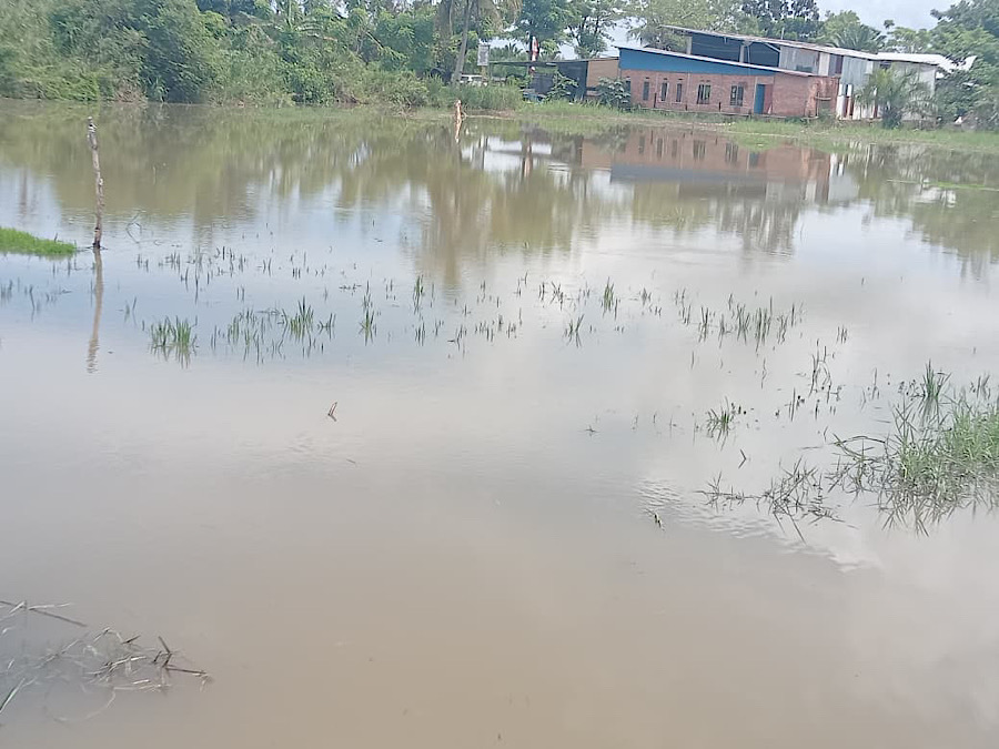 Sawah Terendam Banjir di Kualo Bengkulu, Petani Keluhkan Minim Perhatian Pemerintah