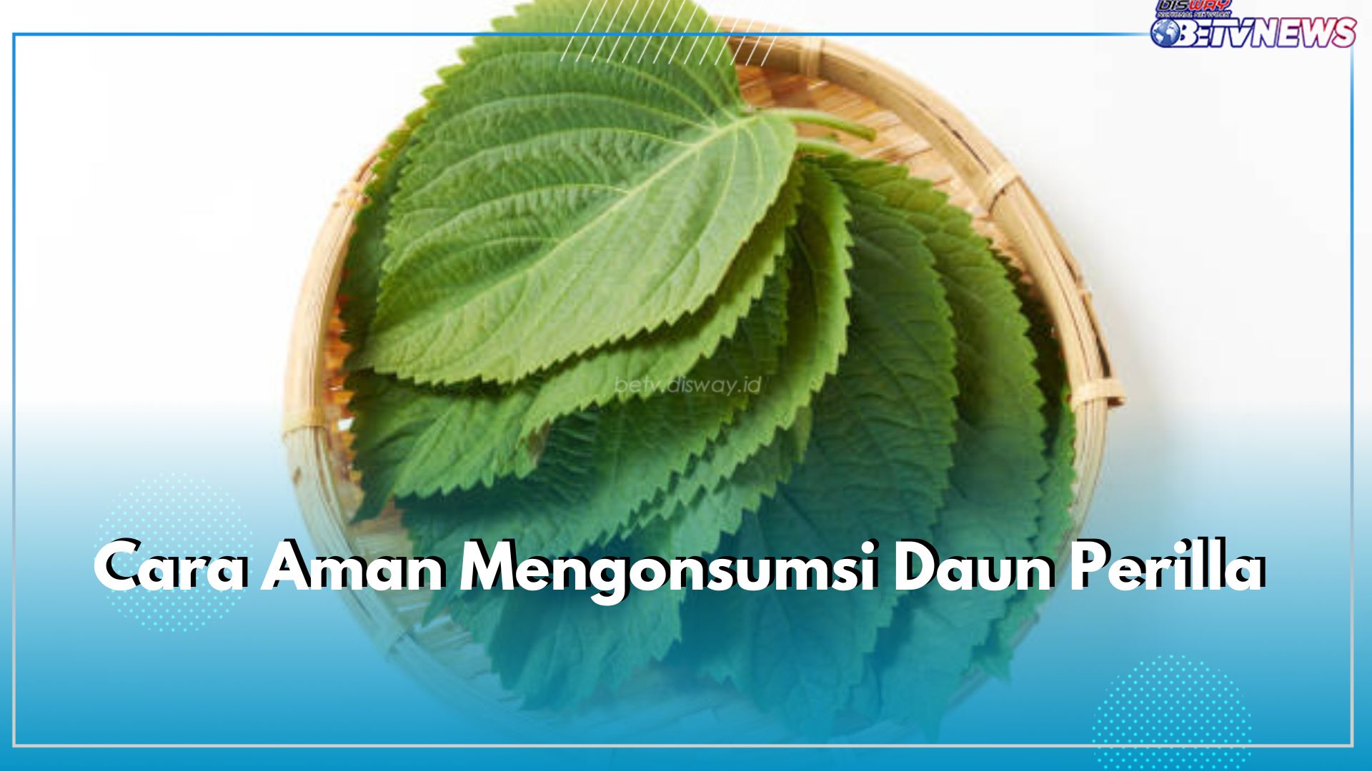 Ini Cara Aman Mengonsumsi Daun Perilla, Pastikan Coba dalam Jumlah Kecil, Cek 6 Lainnya Hanya di Sini