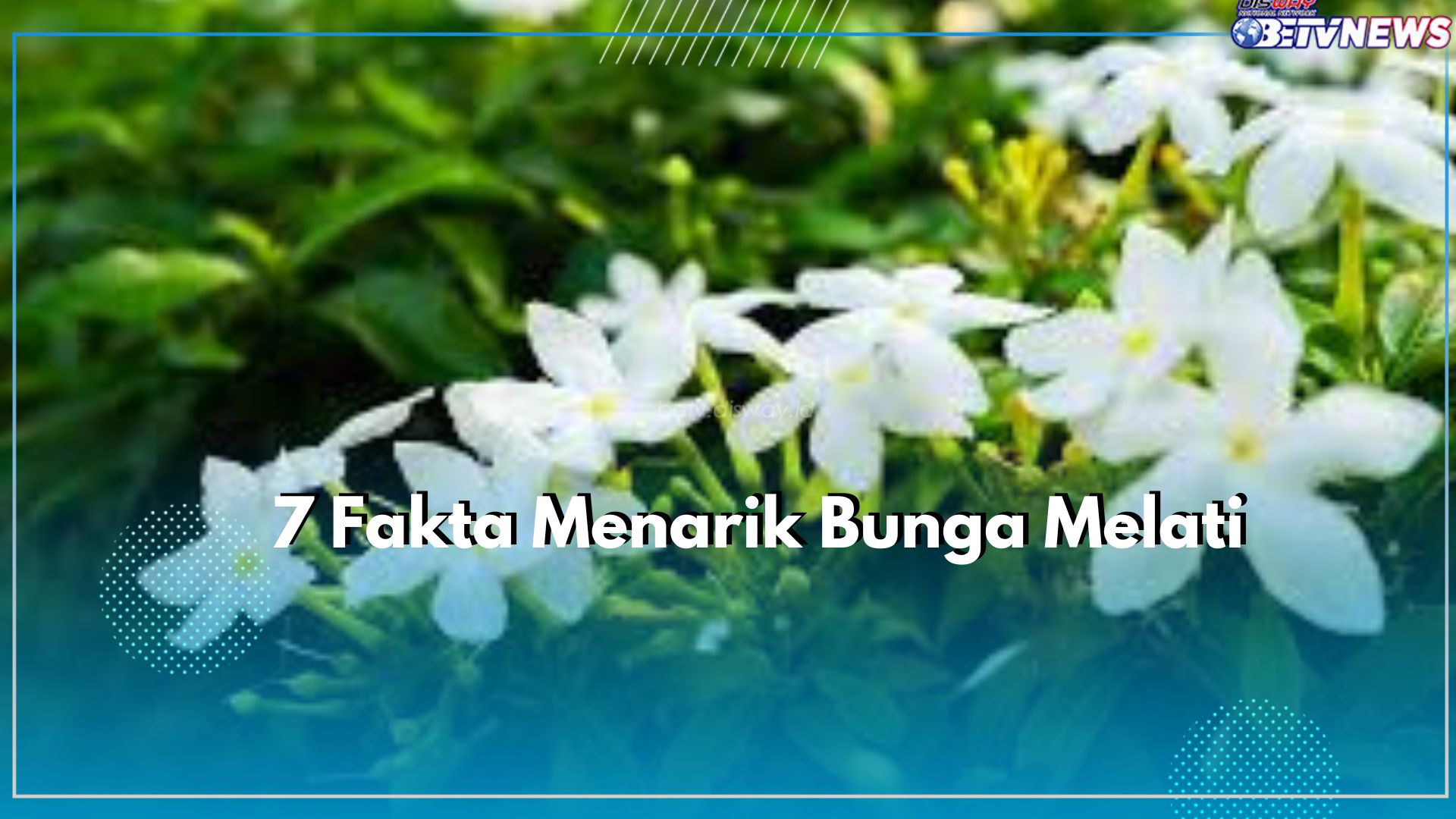 Jadi Salah Satu Bunga Nasional Indonesia, Tak Percaya? Cek Fakta Menarik Bunga Melati Disini!