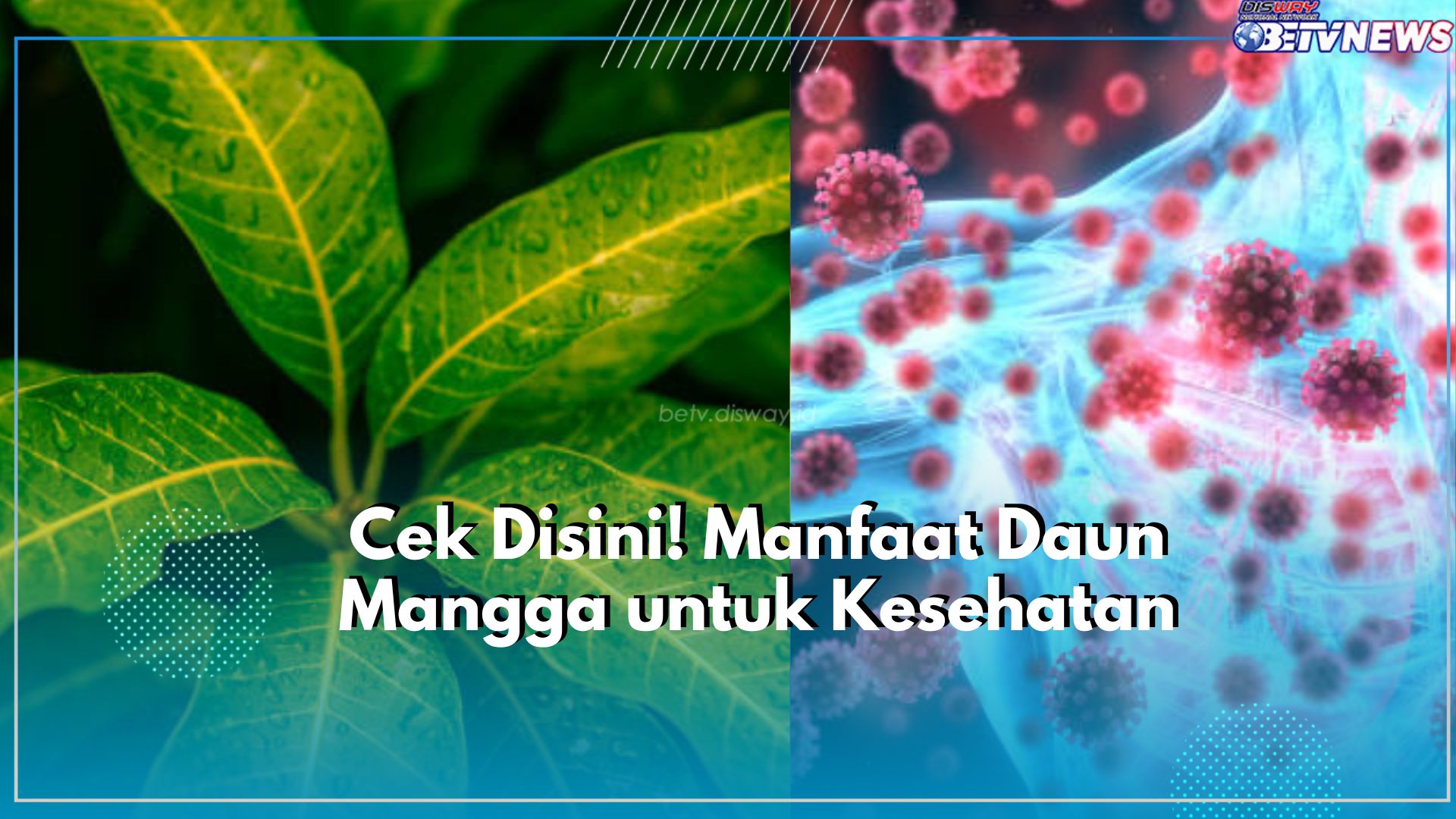 Tak Hanya Buahnya, Inilah Manfaat yang Ditawarkan Daun Mangga untuk Kesehatan Tubuh, Cek Disini!