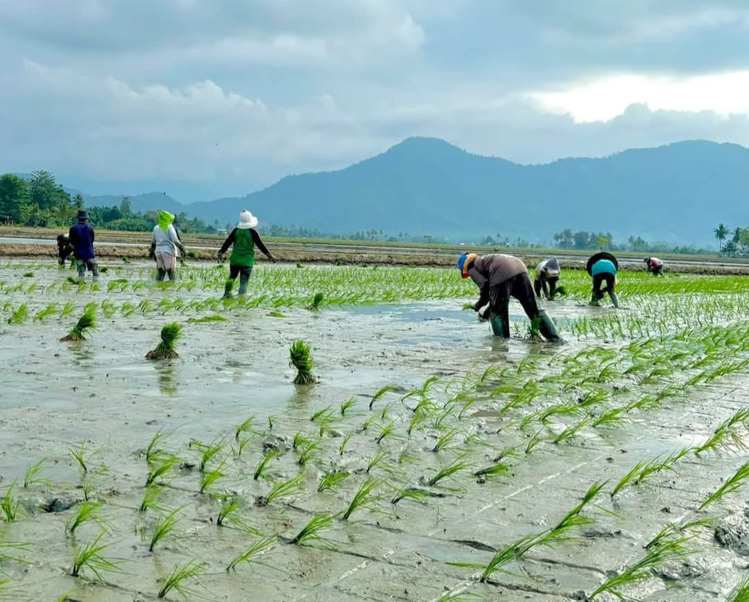 Kuota Pupuk Bersubsidi untuk Provinsi Bengkulu Tidak Mencukupi Kebutuhan Petani