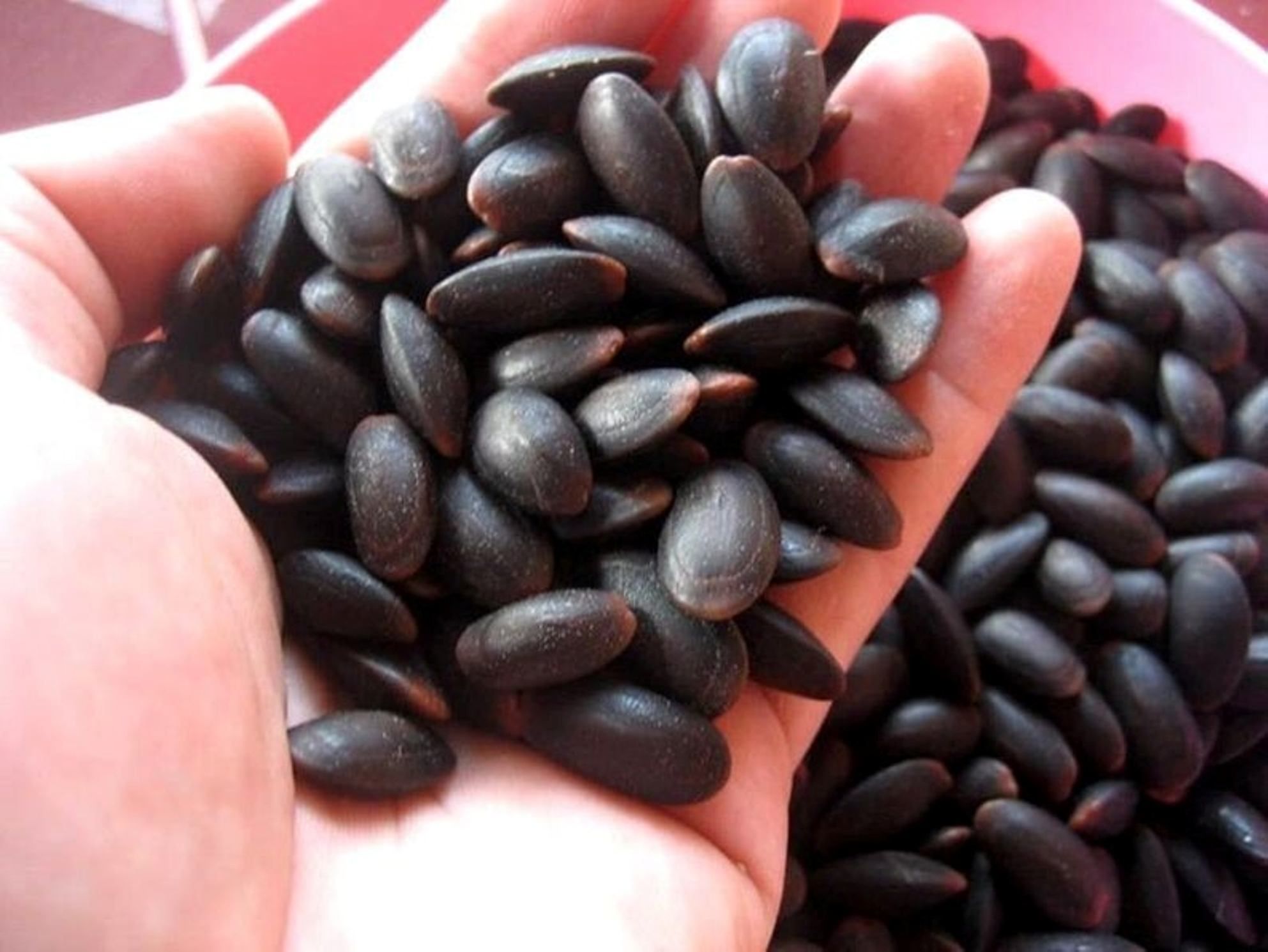Dijadikan Sebagai Obat Tradisional Saat Cacingan, Ini Manfaat Utama Biji Kedawung Bagi Kesehatan 
