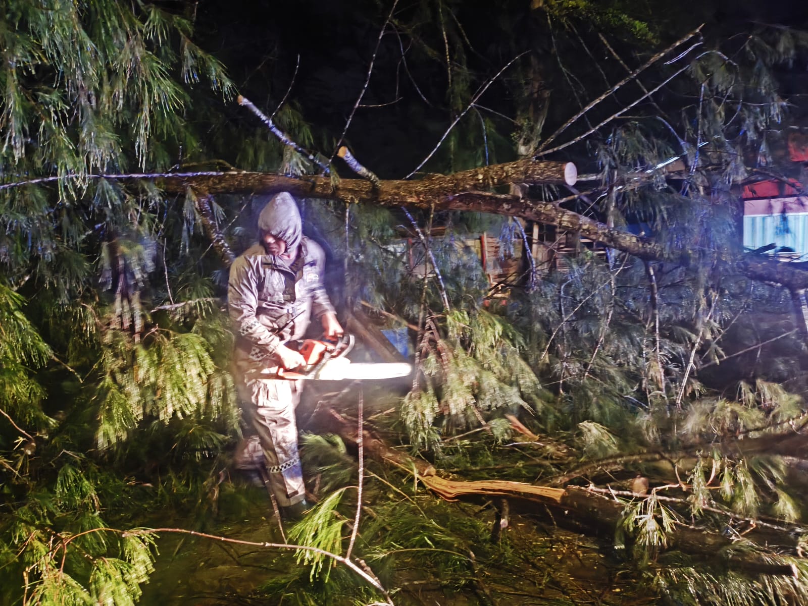 Diterpa Angin, Beberapa Pohon di Kota Bengkulu Tumbang, Pedagang Ikan Alami Luka-luka