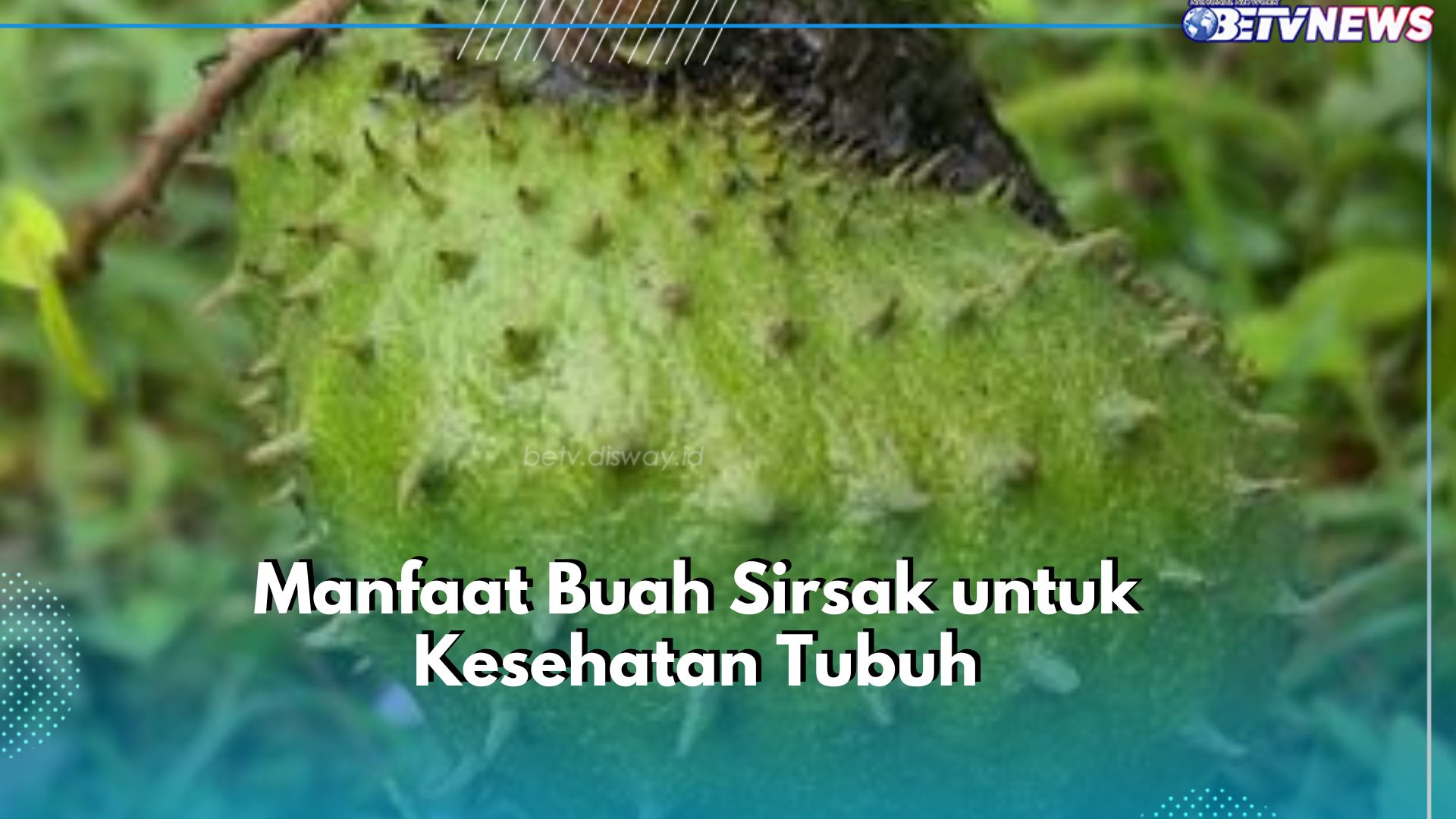 Tekanan Darah Jadi Lebih Stabil, Cukup Makan Buah Sirsak Ini, Cek 8 Manfaat di Sini