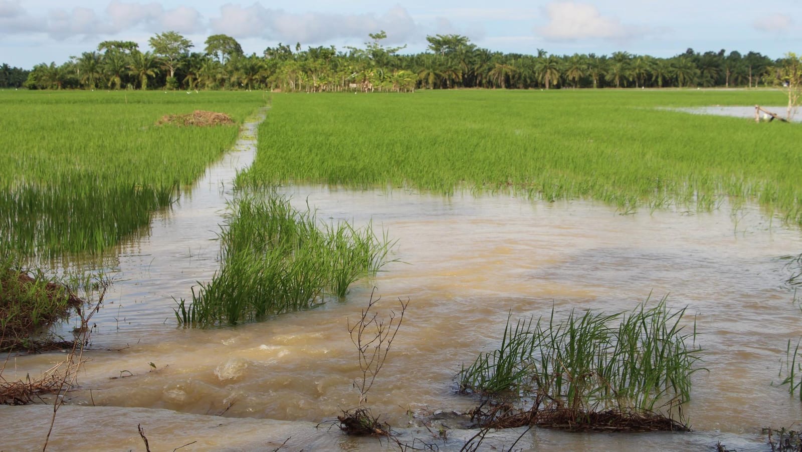 Tak Terdaftar Asuransi, Petani Seluma Tanggung Sendiri Kerusakan Akibat Banjir