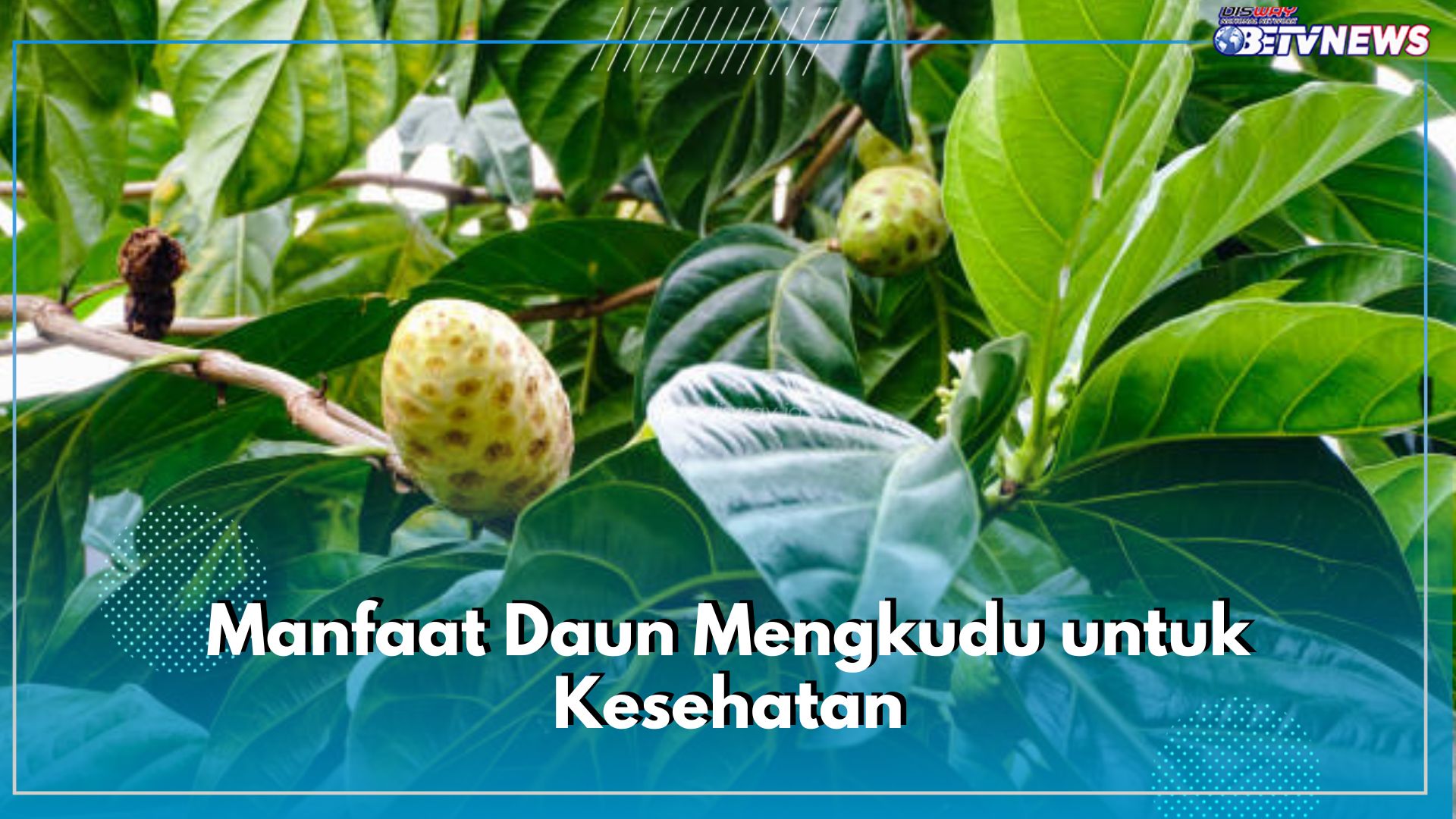 Kaya Nutrisi, Ini 5 Manfaat Daun Mengkudu untuk Kesehatan, Ampuh Turunkan Kolesterol