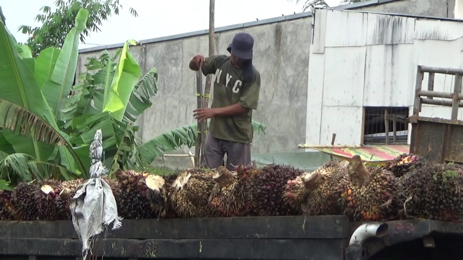 Jelang Lebaran Pabrik Sawit di Bengkulu Tutup, Harga Turun