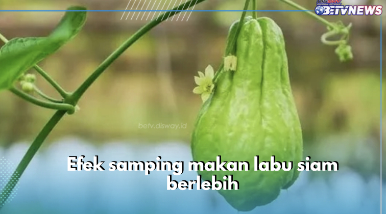 Jangan Makan Labu Siam Berlebih! Ini Efek Samping yang Bisa Terjadi