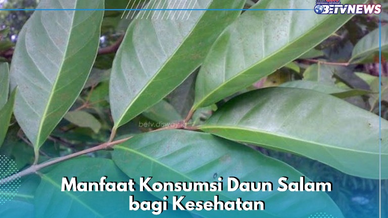 Konsumsi Daun Salam Ini Secara Rutin, Punya Manfaat Dapat Mengatasi Sakit Perut, Cek Sekarang