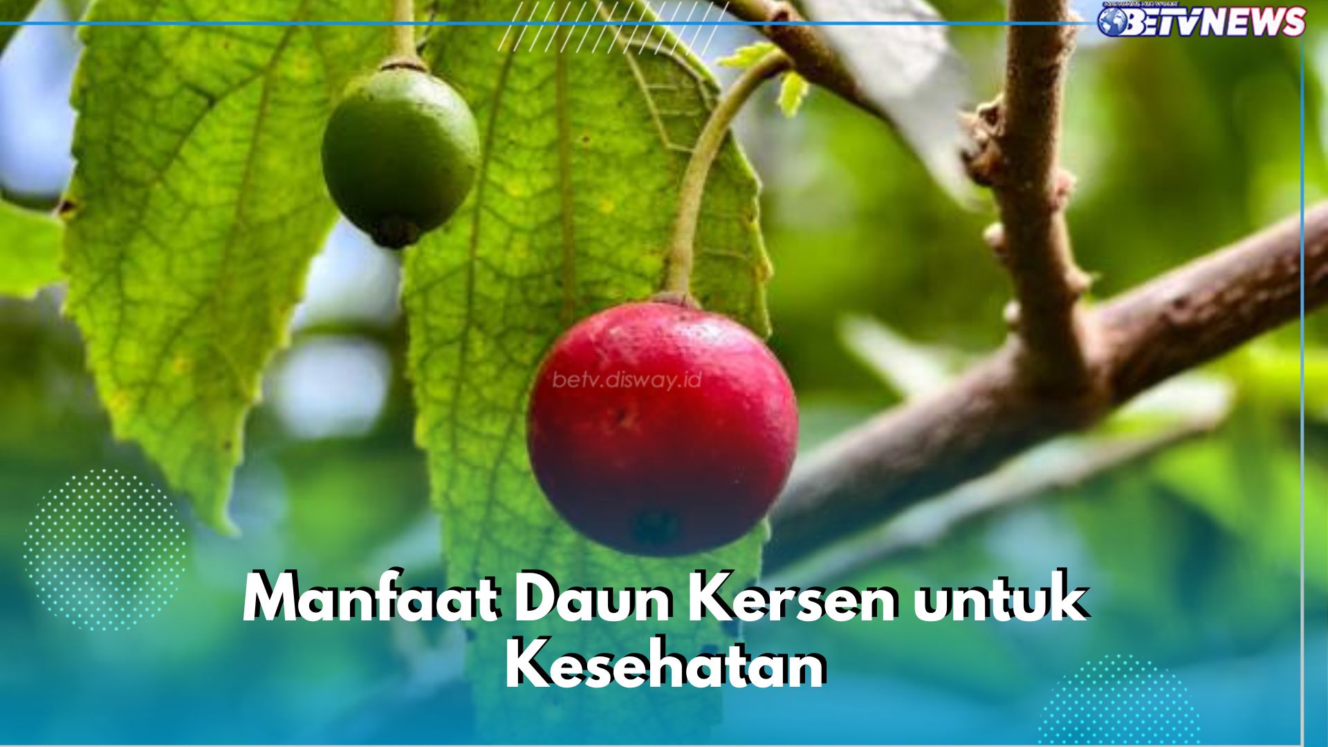 Jarang Diketahui! Ini 6 Manfaat Daun Kersen untuk Kesehatan Tubuh, Bisa Atasi Gangguan Pencernaan 