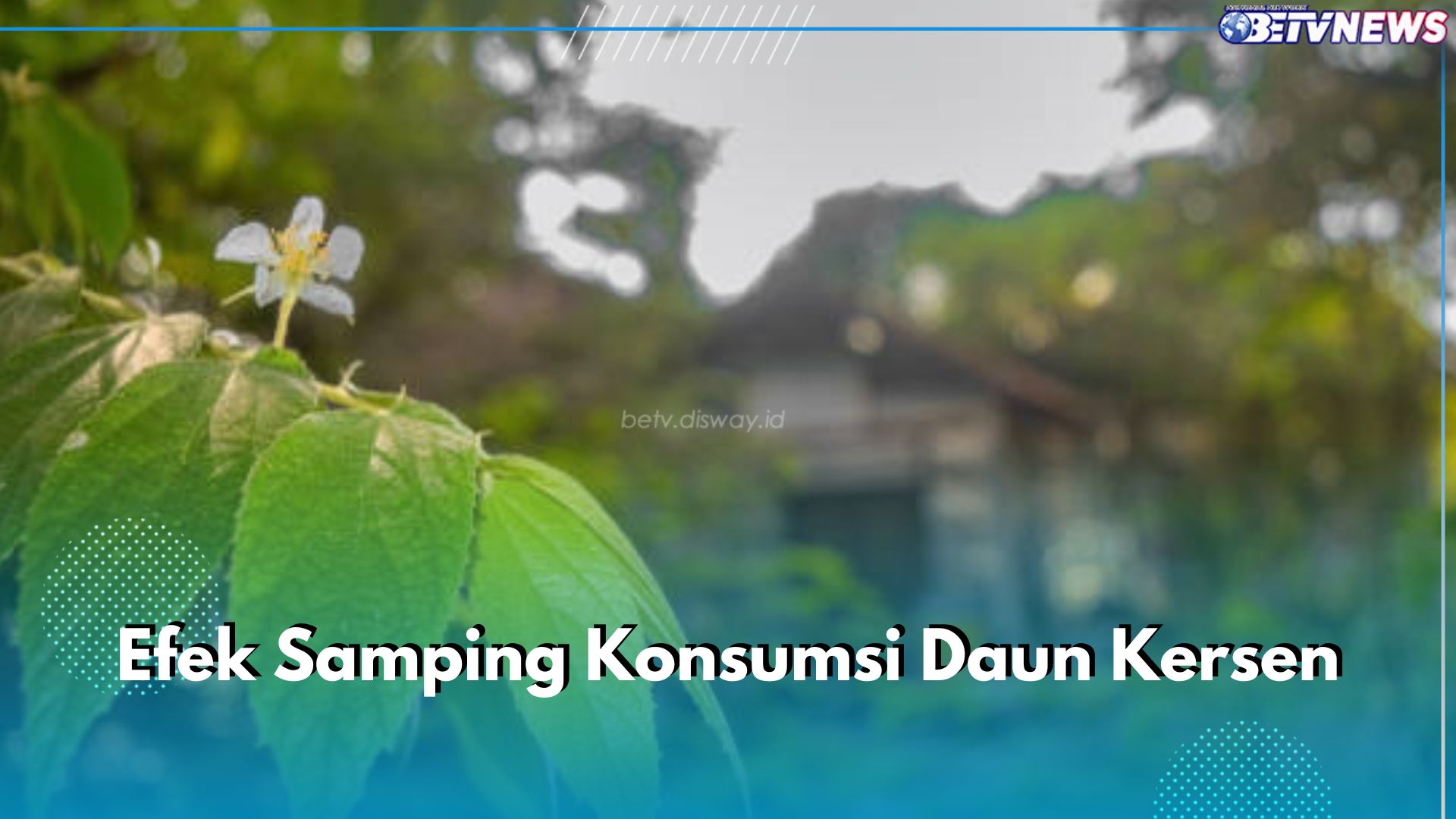 5 Efek Samping Konsumsi Daun Kersen Berlebihan, Bisa Sebabkan Gula Darah Terjun Bebas