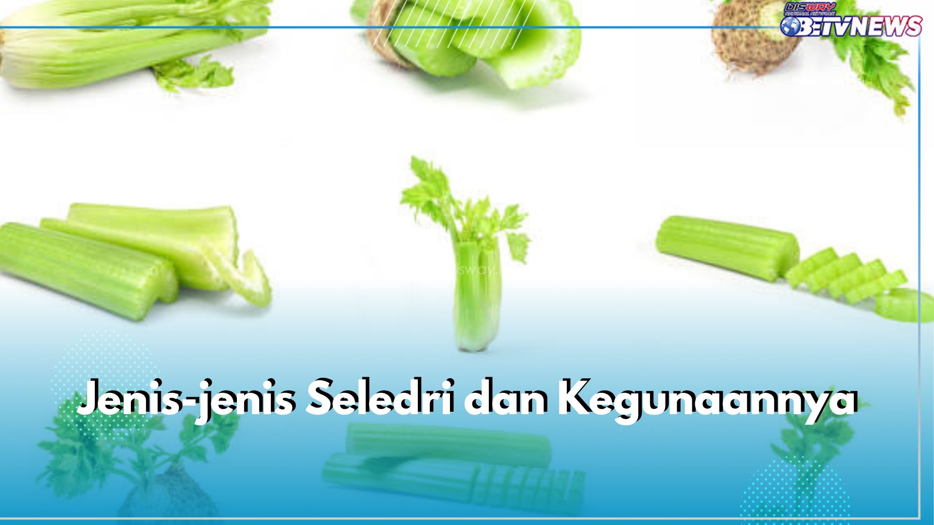 6 Jenis Seledri dan Kegunaannya, Ada Seldri Daun hingga Seledri Herbal