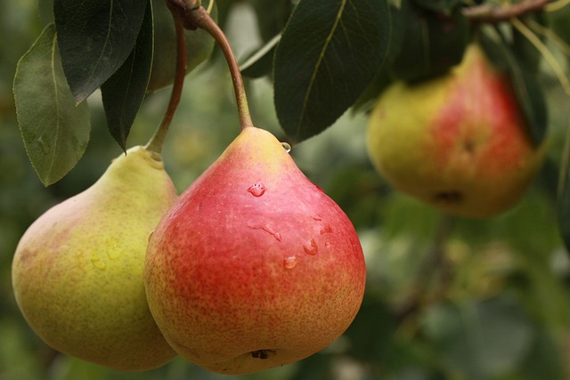 Buah Pir Kaya Nutrisi, Dapat Meningkatkan Kesehatan Kulit hingga Penyakit Kanker, Cek Kandungannya di Sini