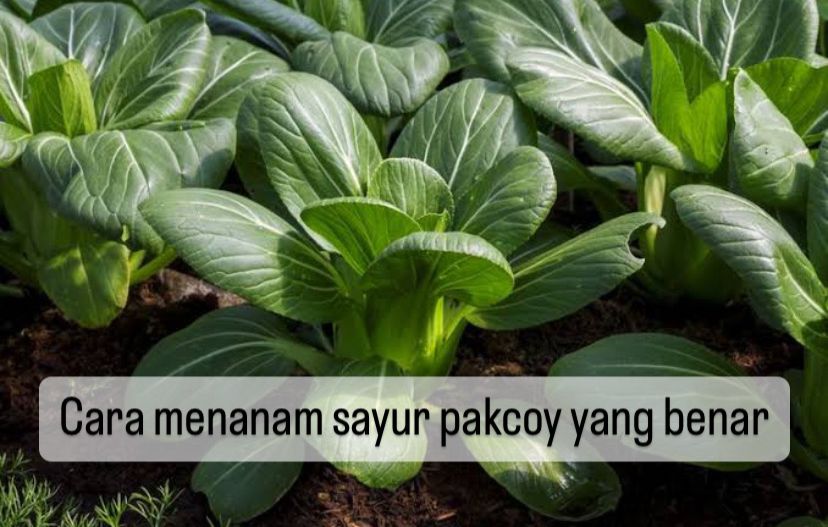 Begini Cara Menanam Sayur Pakcoy yang Benar, Nomor 1 Siapkan Lahan, Intip yang Lain