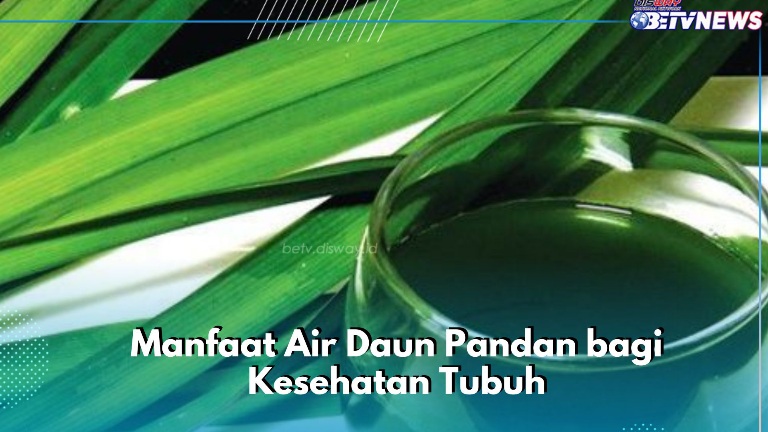 Konsumsi Secara Rutin! Ini Manfaat Air Daun Pandan, Kaya Akan Antioksidan