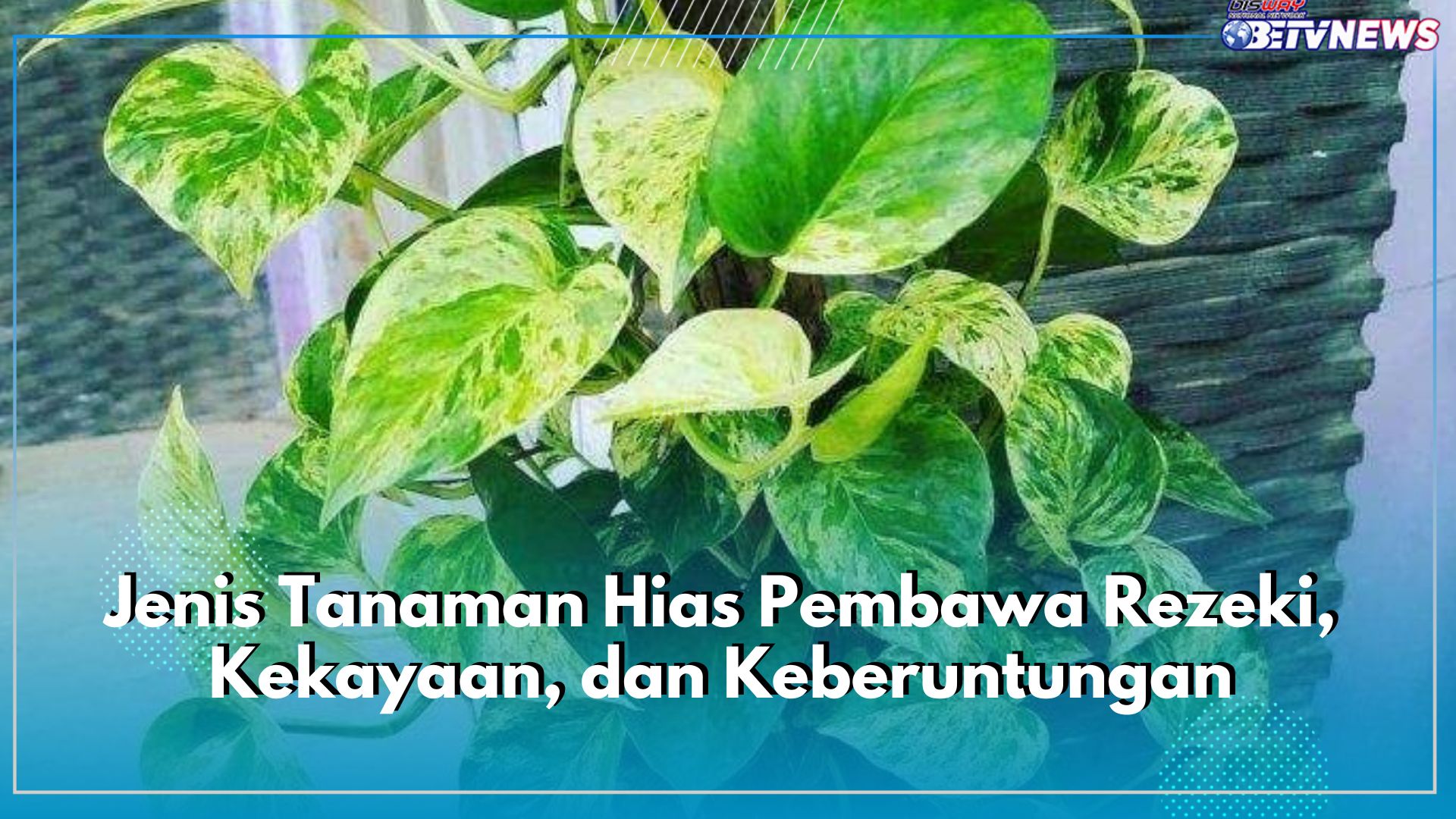Buruan Tanam, 9 Jenis Tanaman Hias Depan Rumah Ini Pembawa Rezeki, Kekayaan, dan Keberuntungan