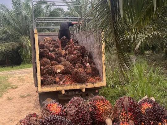 Petani Senang, Harga Sawit Bengkulu Awal September Tembus Rp3.311 per Kilogram