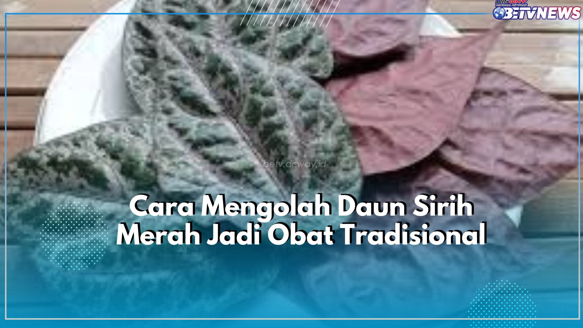 Dikenal Ampuh Melawan Berbagai Penyakit, Begini Cara Mengolah Daun Sirih Merah Jadi Obat Herbal Tradisional