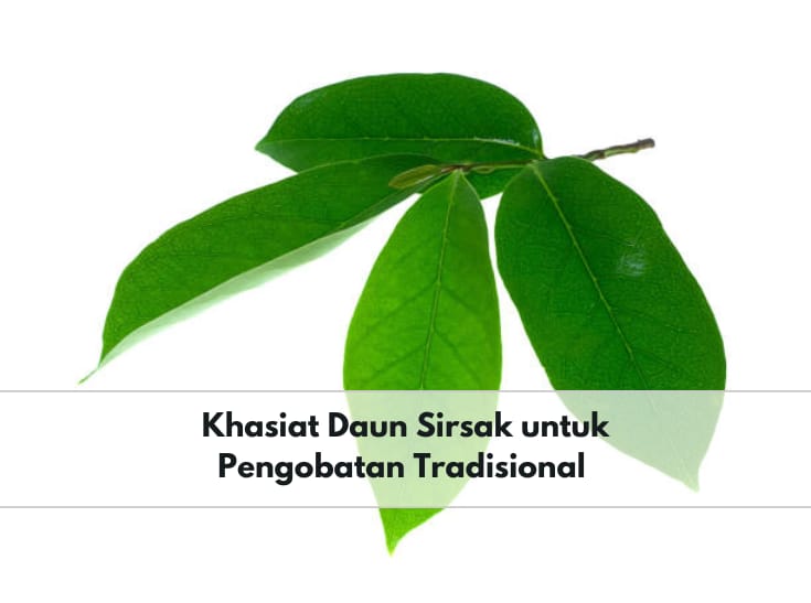 Wajib Tahu! Ini 6 Khasiat Daun Sirsak sebagai Obat Tradisional, Cek Juga Kandungannya