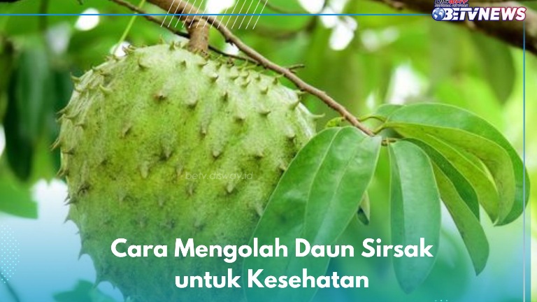 Daun Sirsak Jadi Ramuan Herbal untuk Kesehatan, Begini Cara Mengolahnya